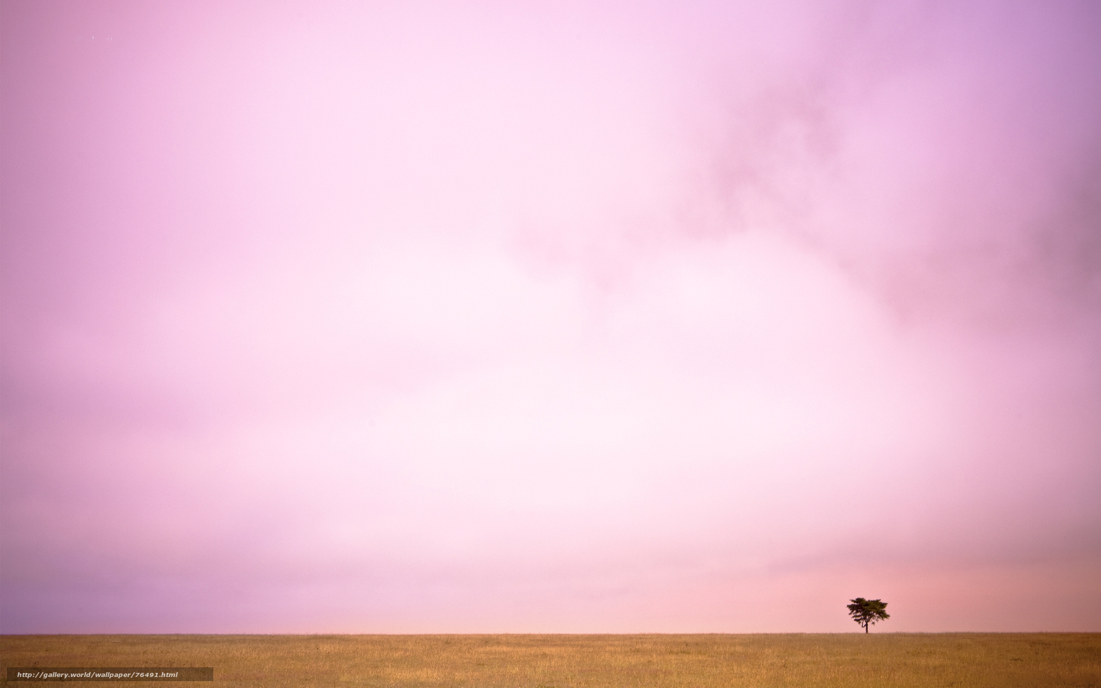 solitary tree at dusk