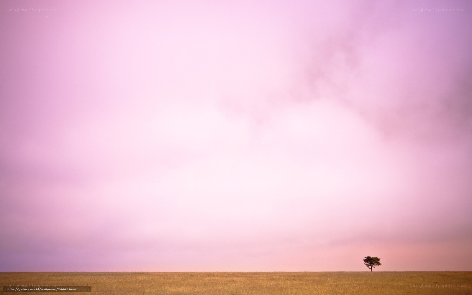 solitary tree at dusk