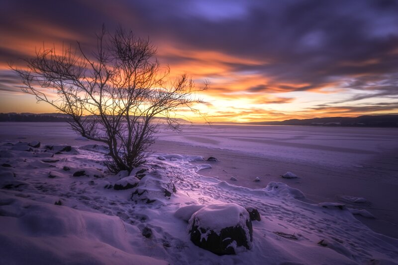 Solitary tree at frozen lake sunset