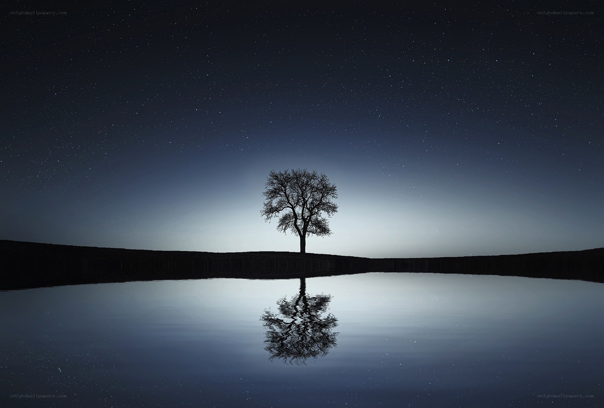 Solitary tree at night