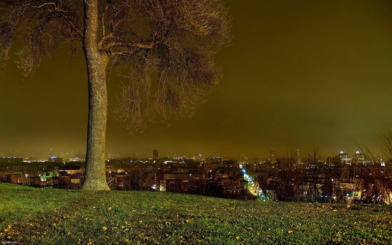 solitary tree at night