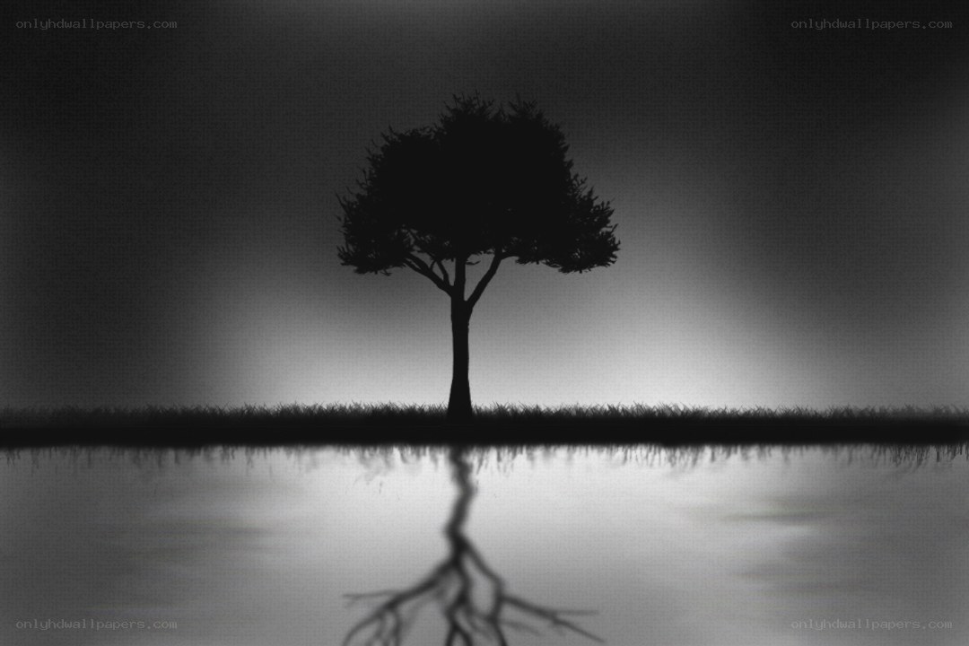 solitary tree at night