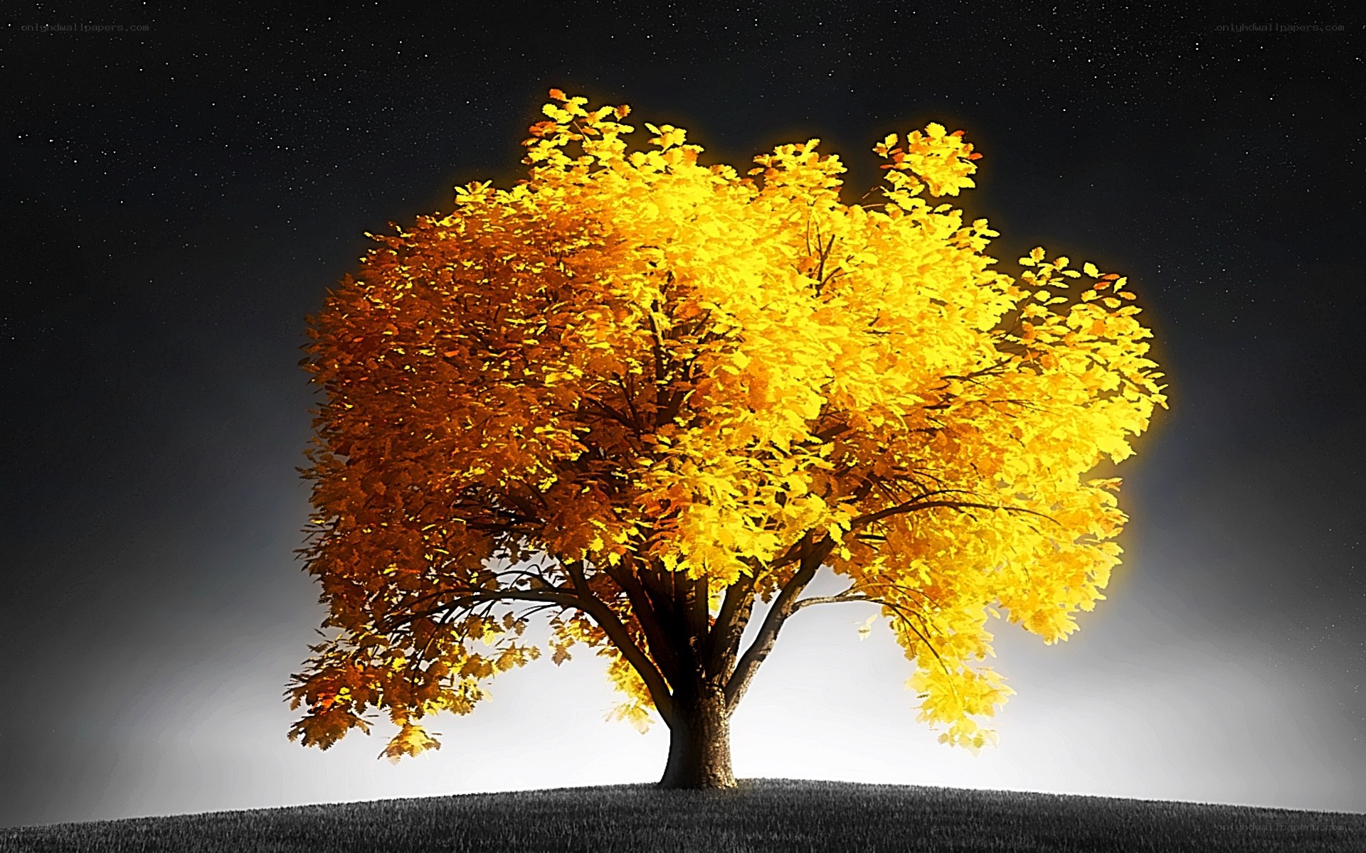 solitary tree at night