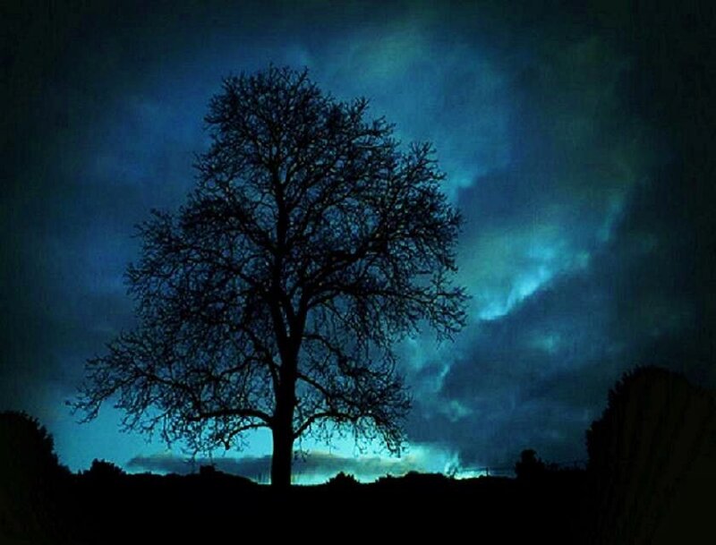 solitary tree at night