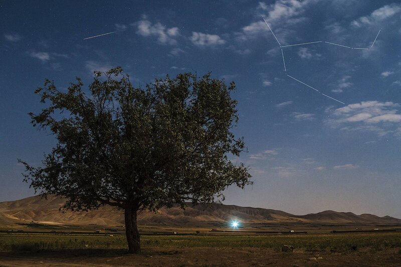 Solitary Tree at Night — Blue
