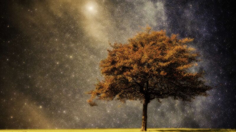 Solitary Tree at Night — Brown