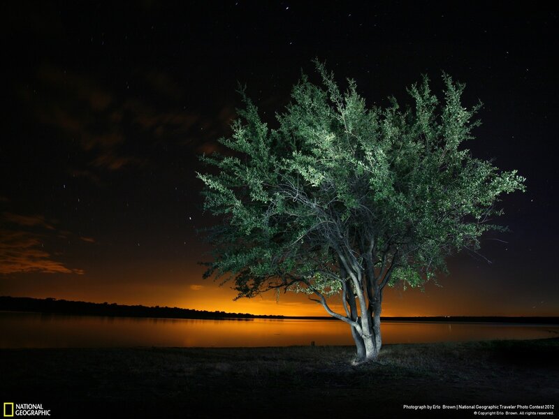 Solitary tree at night by a lake