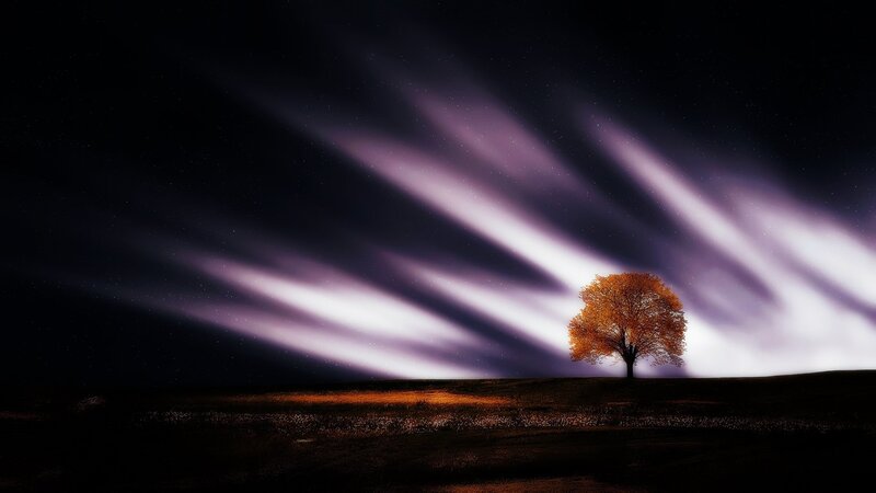 Solitary Tree at Night — Purple