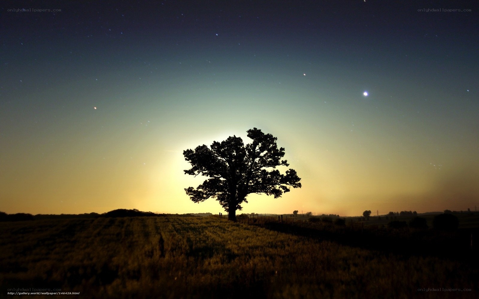 solitary tree at night