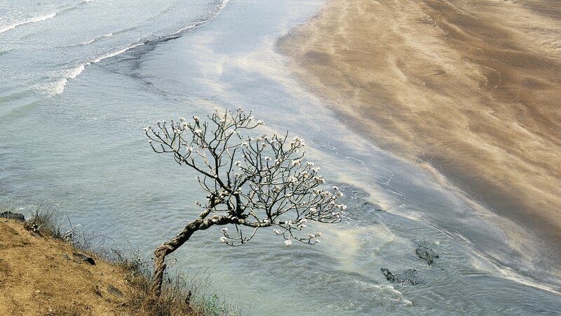 solitary tree at river mouth