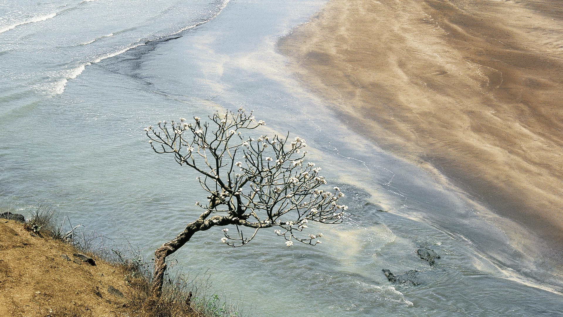 solitary tree at river mouth