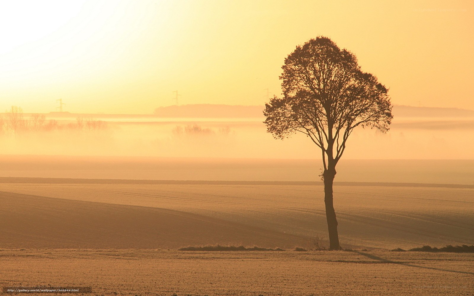 solitary tree at sunrise