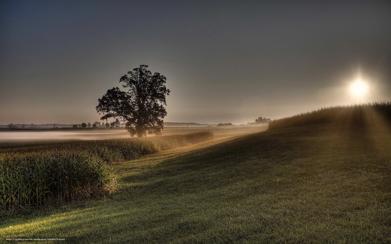 Solitary tree at sunrise