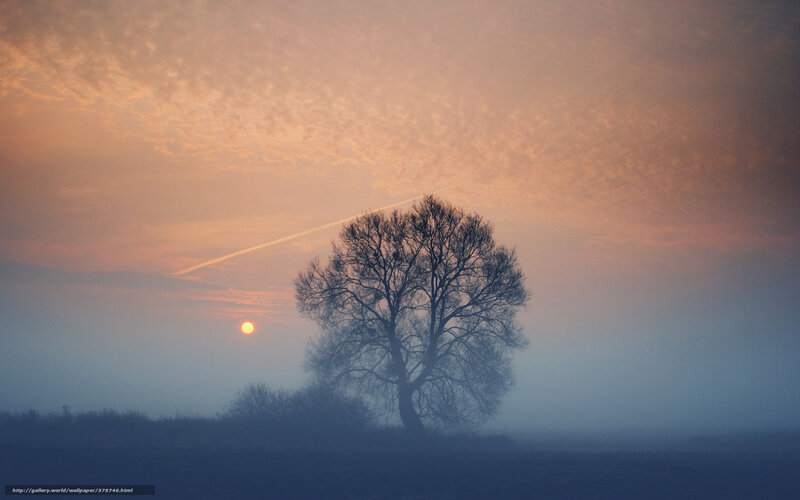 Solitary tree at sunrise