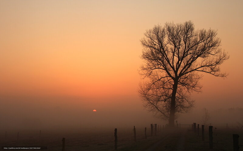 Solitary tree at sunrise