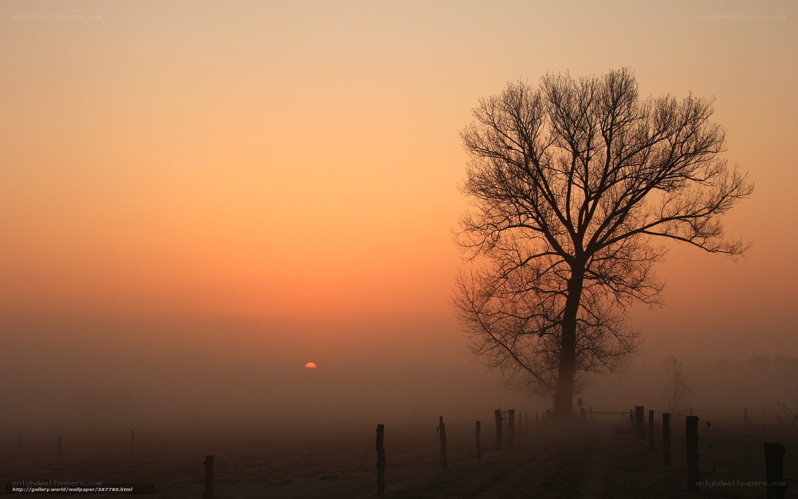 Solitary tree at sunrise