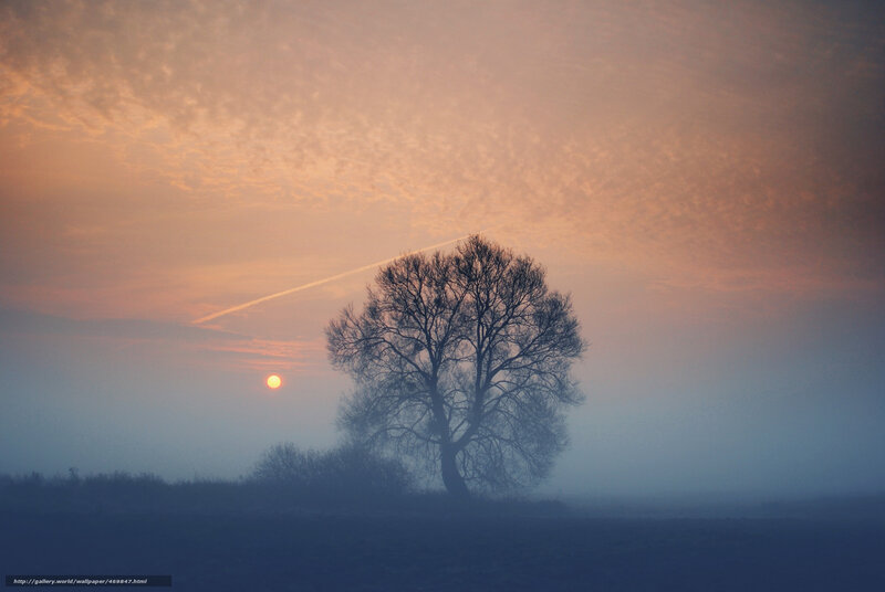 Solitary tree at sunrise