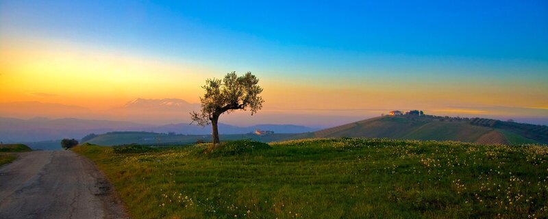Solitary tree at sunrise