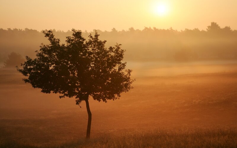 solitary tree at sunrise