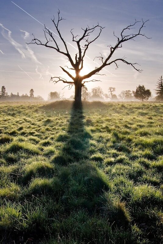 Solitary tree at sunrise