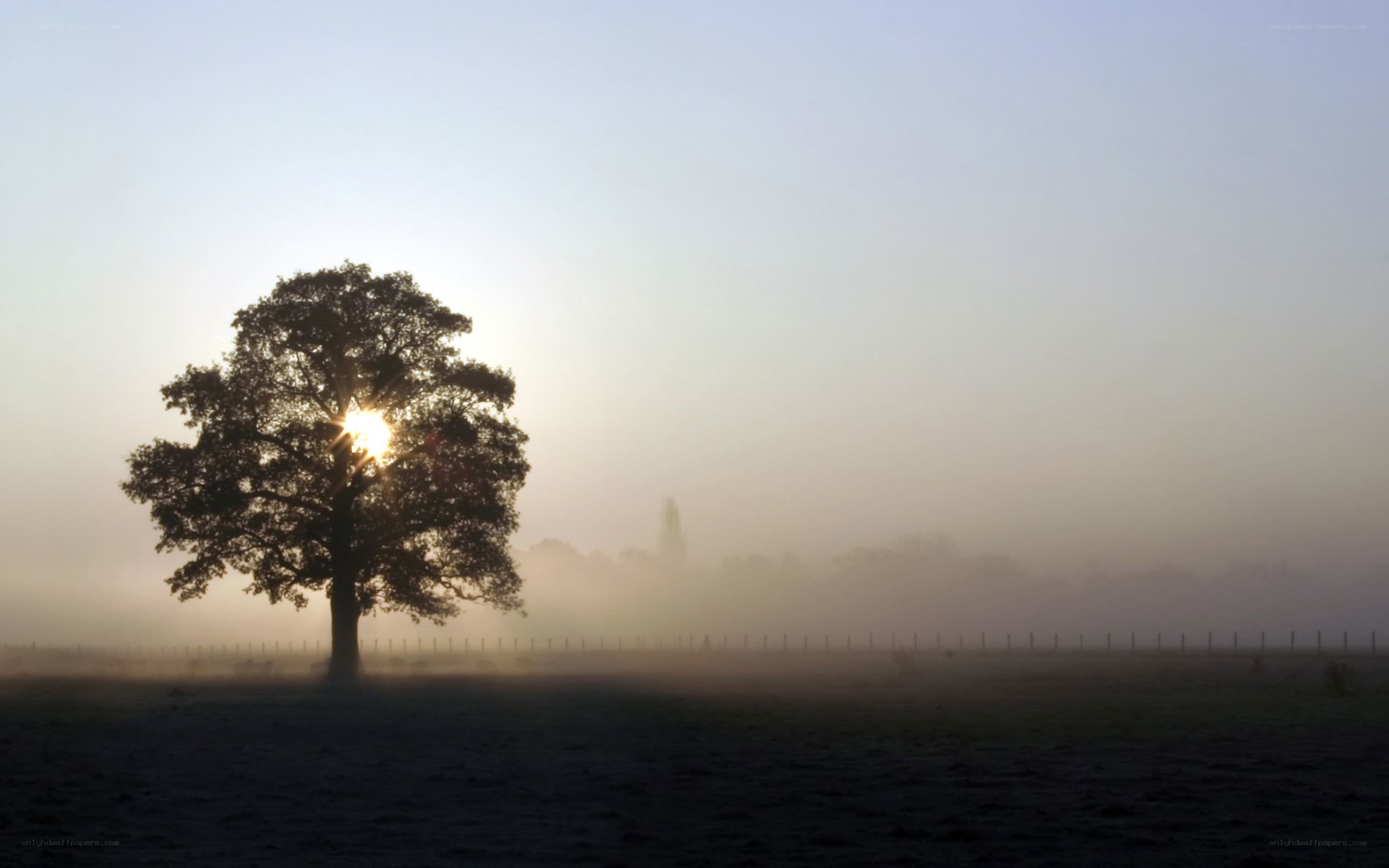 solitary tree at sunrise