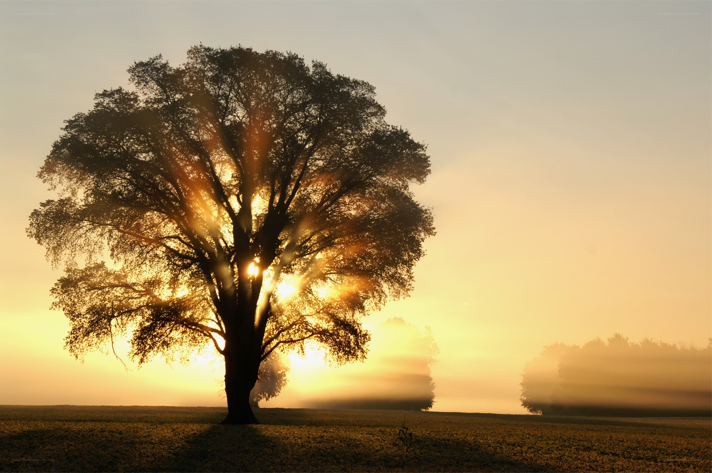 Solitary tree at sunrise