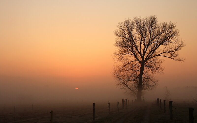 Solitary tree at sunrise