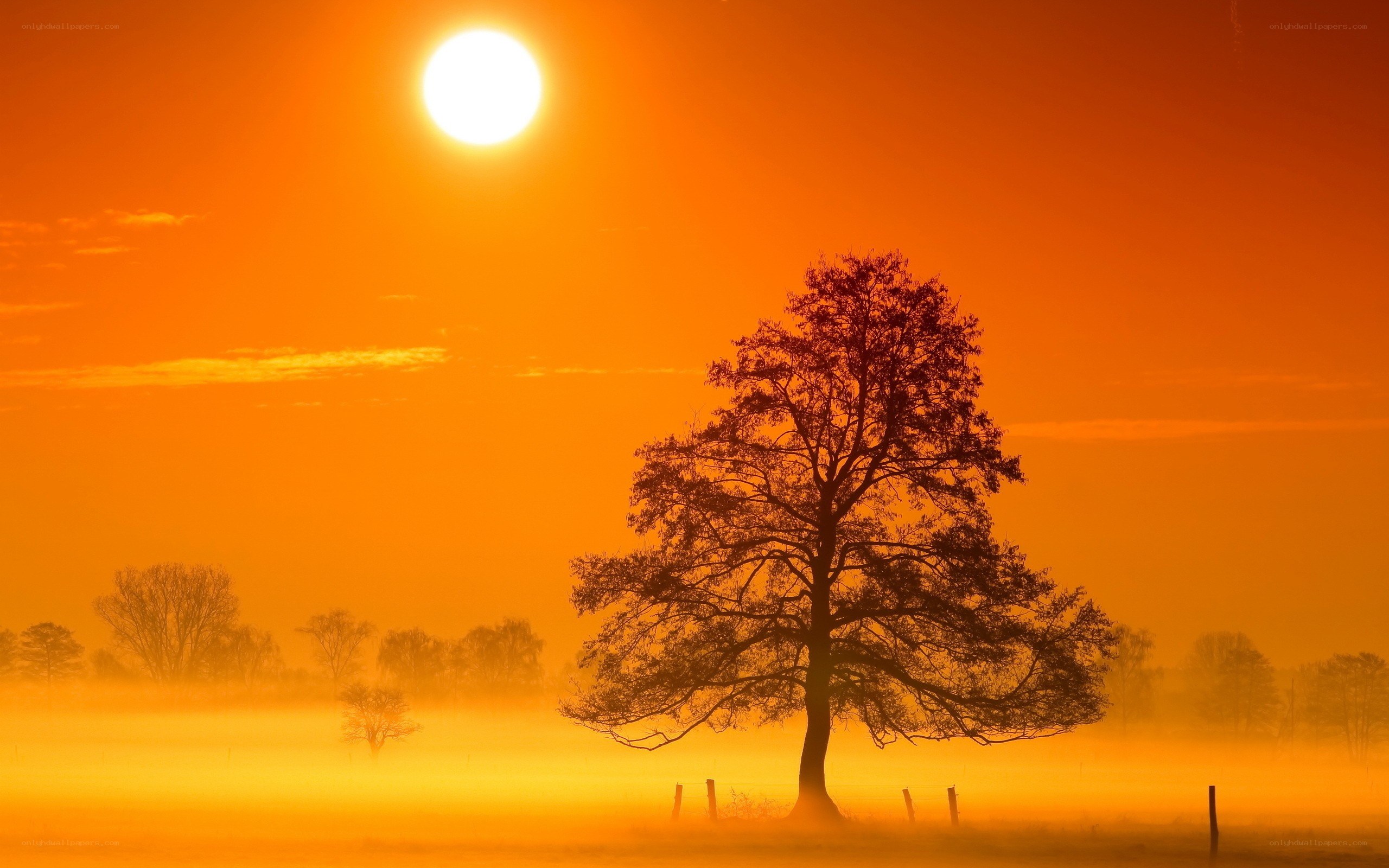 Solitary tree at sunrise