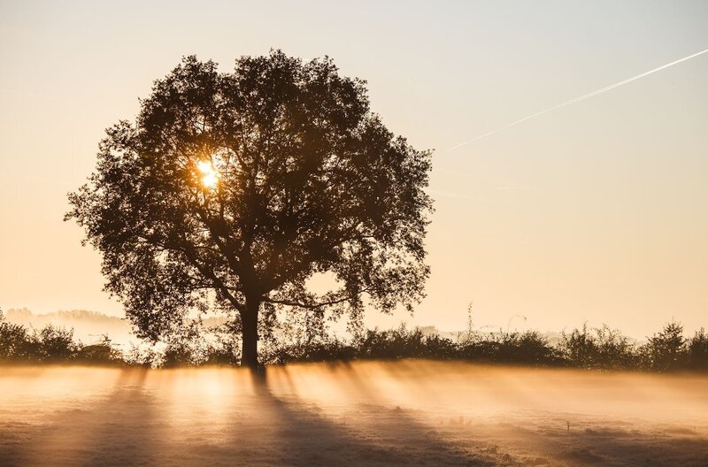 solitary tree at sunrise