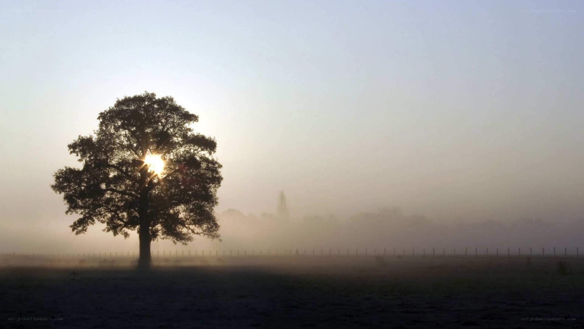 solitary tree at sunrise