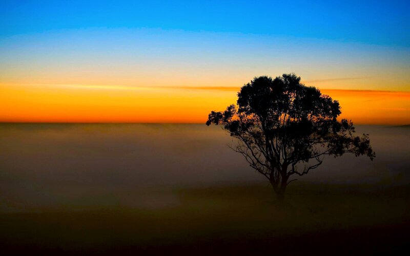 solitary tree at sunrise