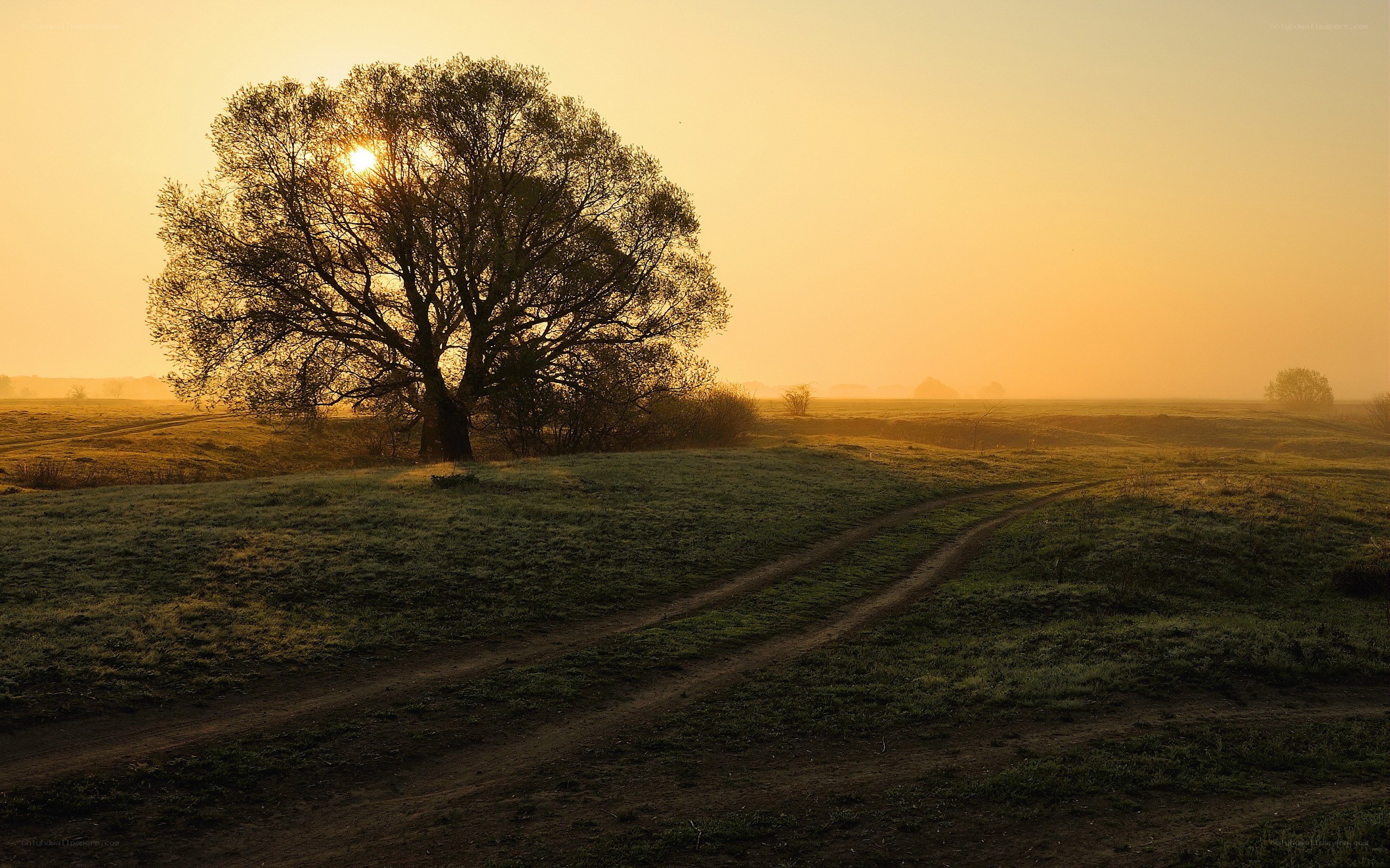 Solitary tree at sunrise
