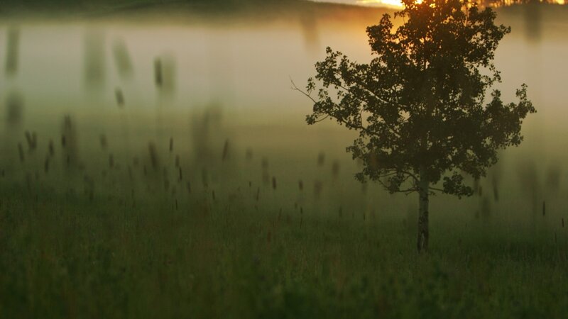 solitary tree at sunrise