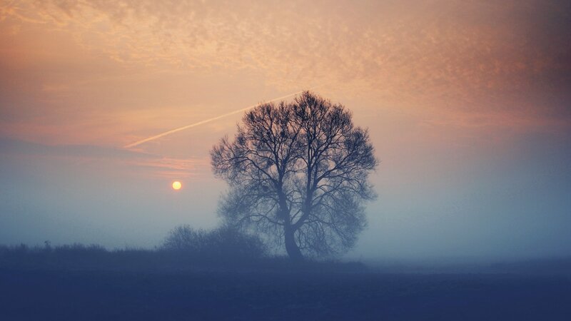 solitary tree at sunrise