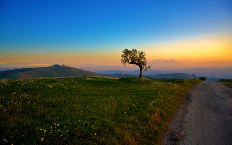 Solitary tree at sunrise