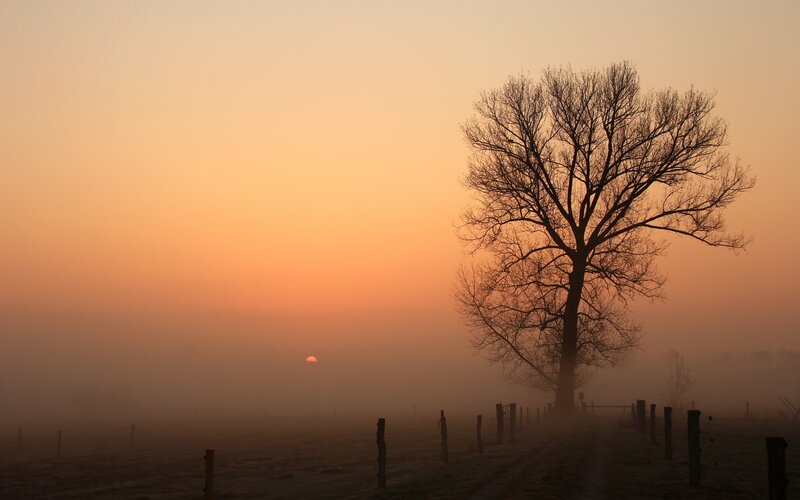 Solitary tree at sunrise