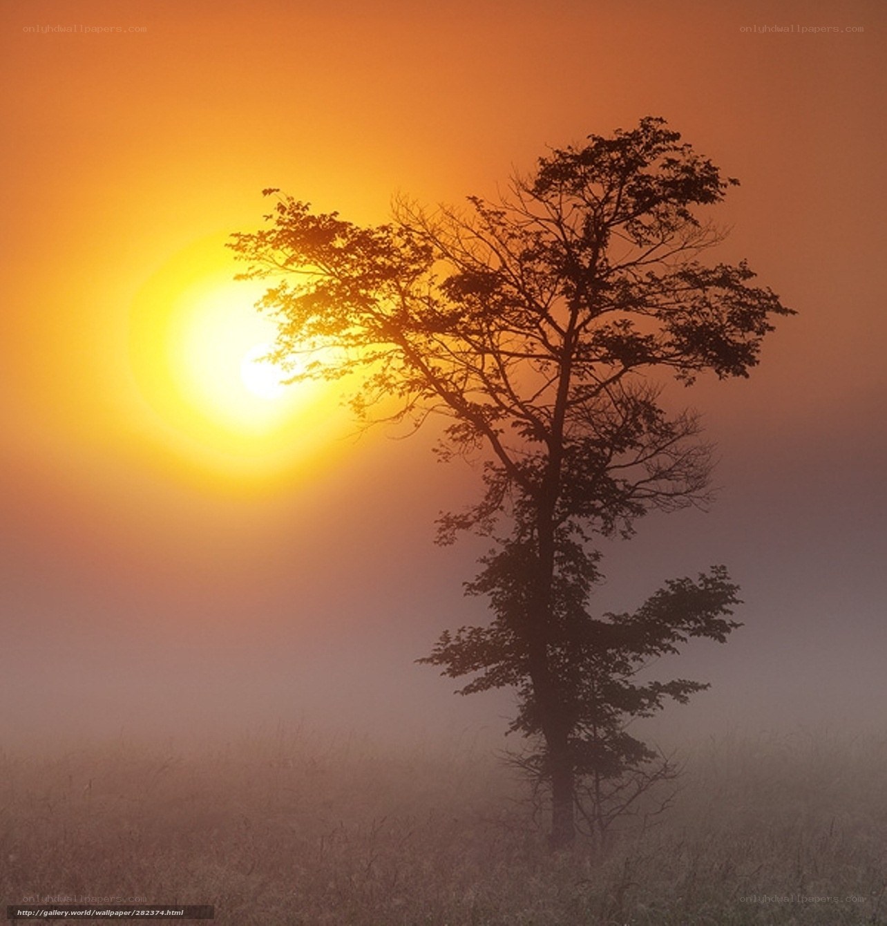 Solitary tree at sunrise