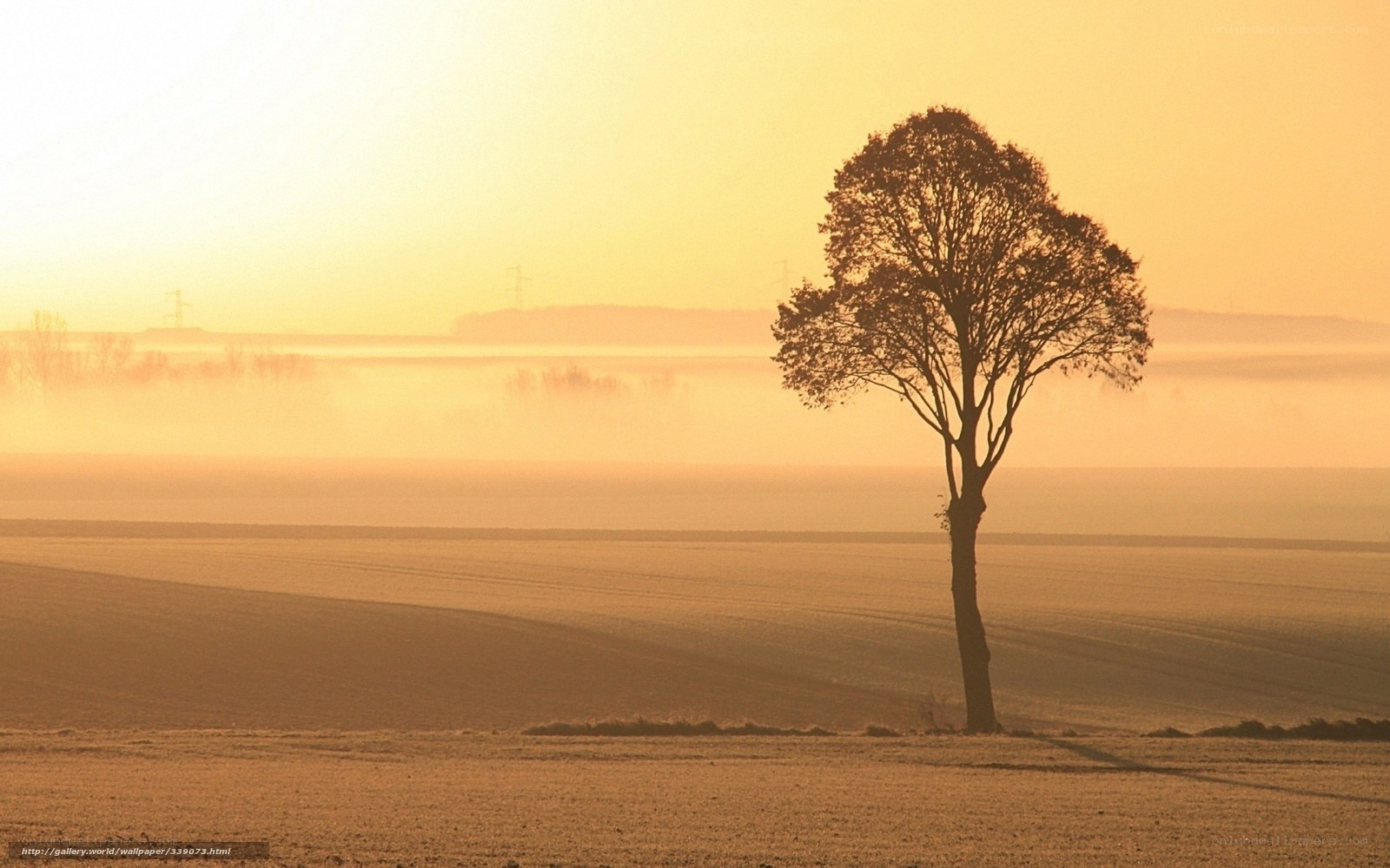 solitary tree at sunrise