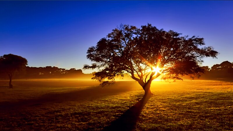 Solitary Tree at Sunrise — Blue, Serene