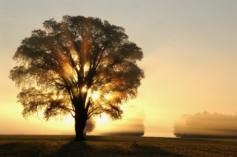 Solitary Tree at Sunrise — Gold, Serene, Photograph, Sunlight, Fog