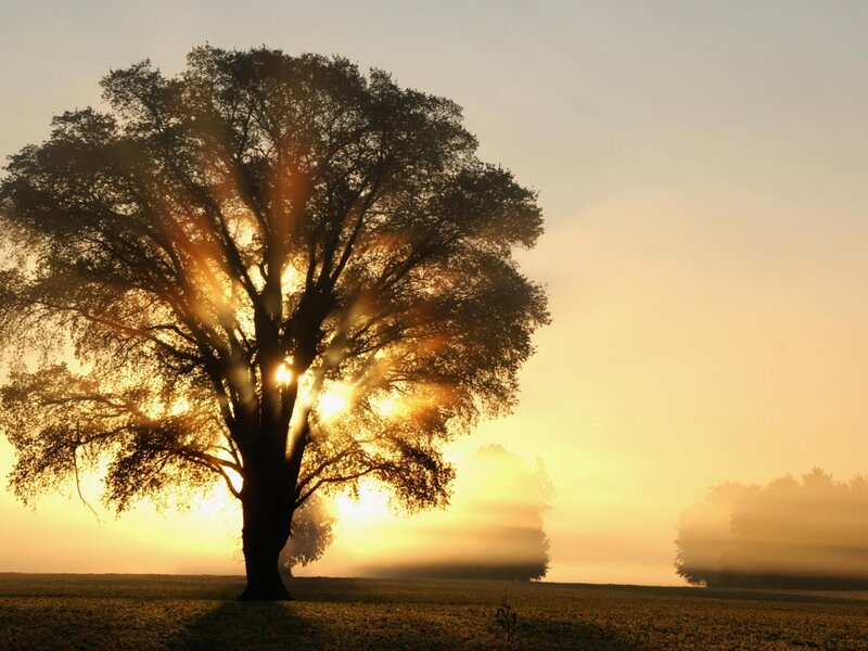 Solitary Tree at Sunrise — Gold, Serene