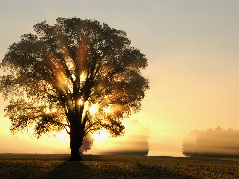 Solitary Tree at Sunrise — Gold