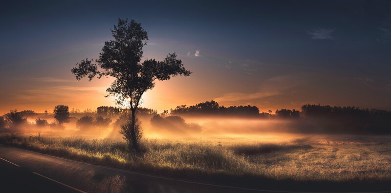 Solitary Tree at Sunrise — Orange, Serene, Photograph, Road
