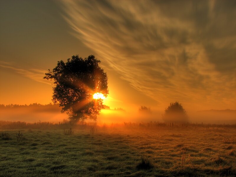 Solitary Tree at Sunrise — Orange, Serene, Photograph, Sun, Fog