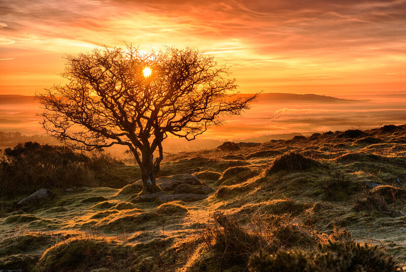 Solitary Tree at Sunrise — Orange, Serene, Photograph, Sun