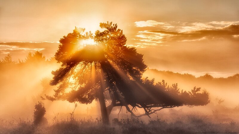 Solitary Tree at Sunrise — Orange, Serene, Photograph, Sunlight