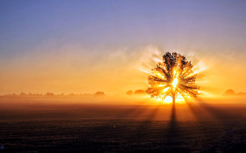 Solitary Tree at Sunrise — Orange, Serene