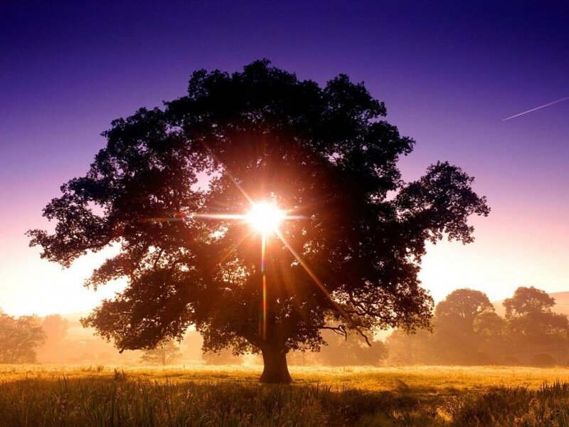 Solitary Tree at Sunrise — Purple