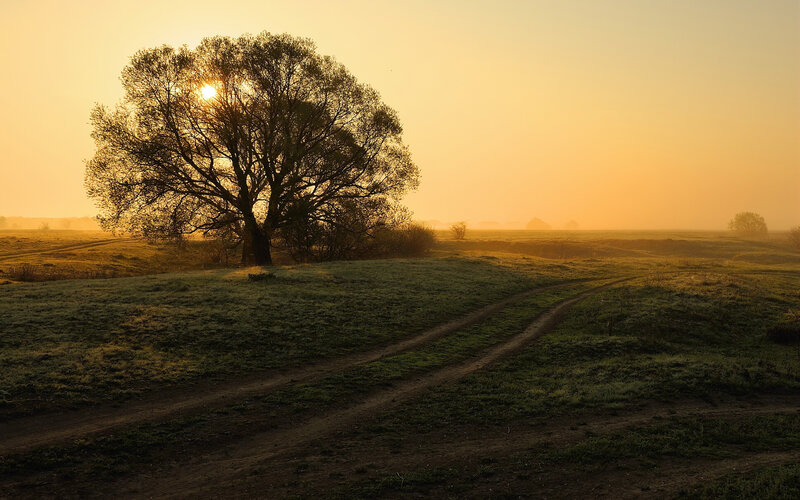 Solitary Tree at Sunrise — Yellow