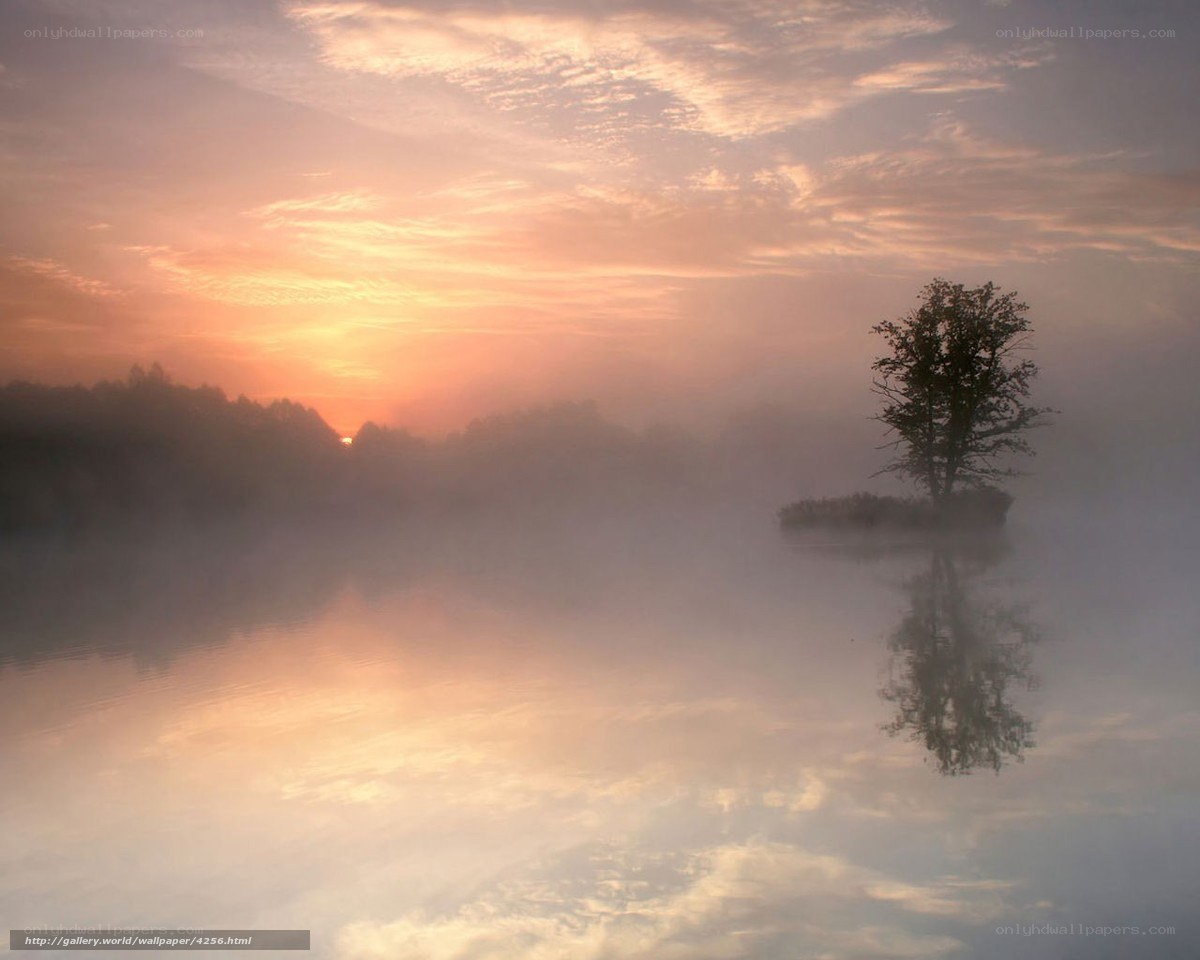 Solitary tree at sunrise